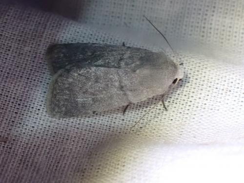 Caradrina gilva